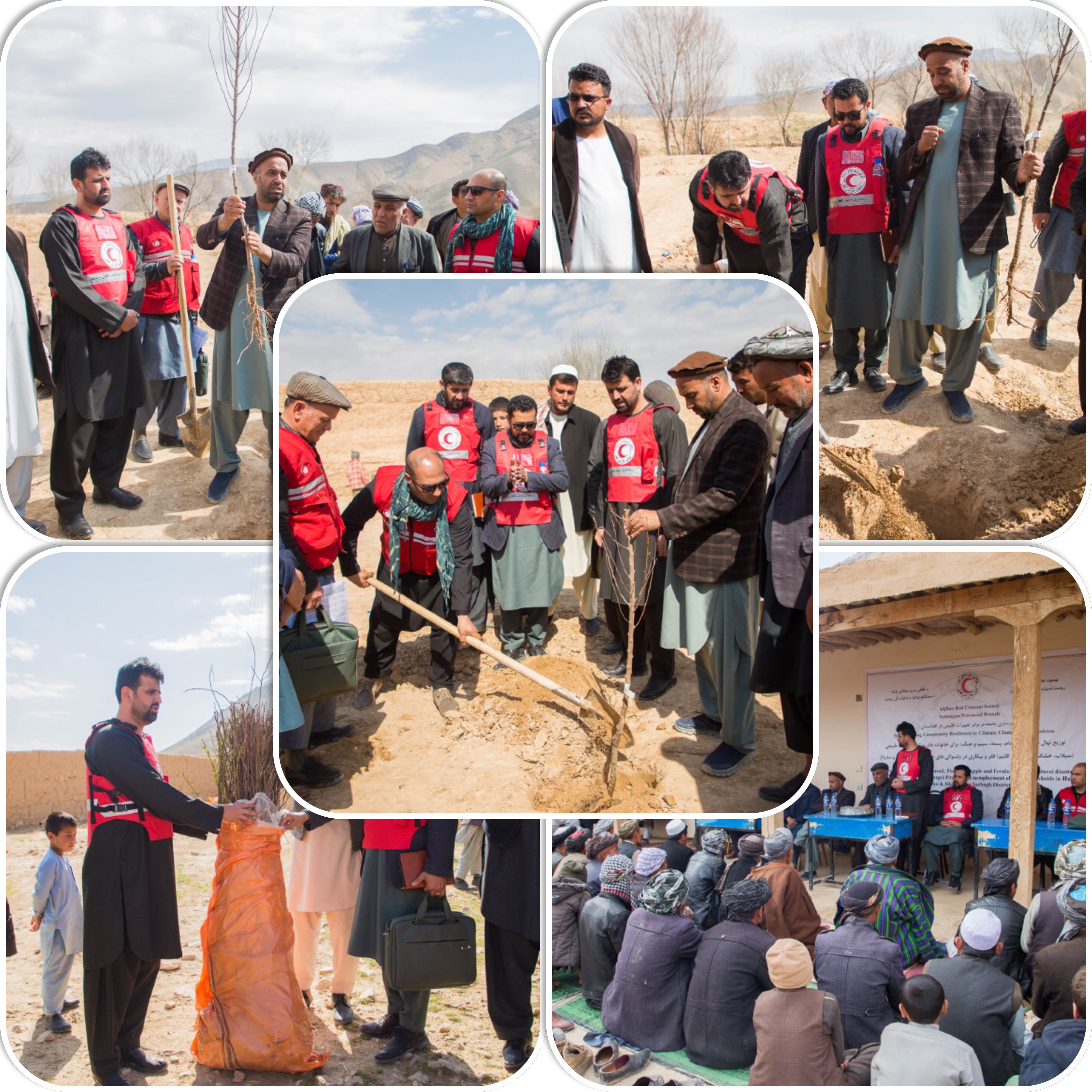 په سمنګان ولایت کې د ” ١٨٩٠٠٠ “میوه لرونکو نیالګیو ویش!