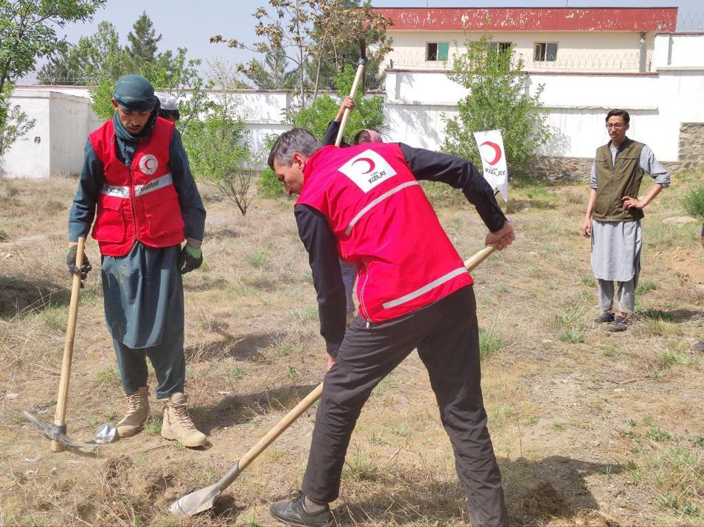 افغاني سرې میاشتې ټولنې ۱۰۰ مېوه لرونکي بوټي وکرل!